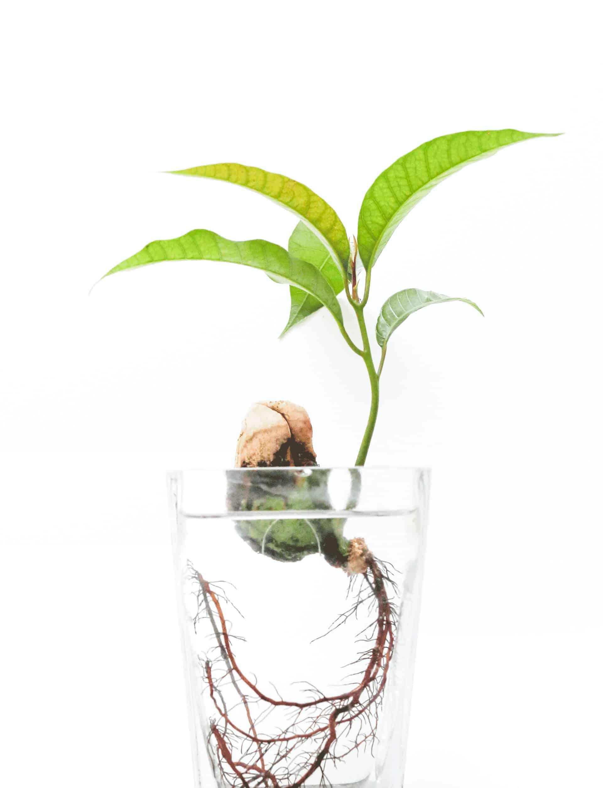 Aquaponics-vs.-Hydroponics