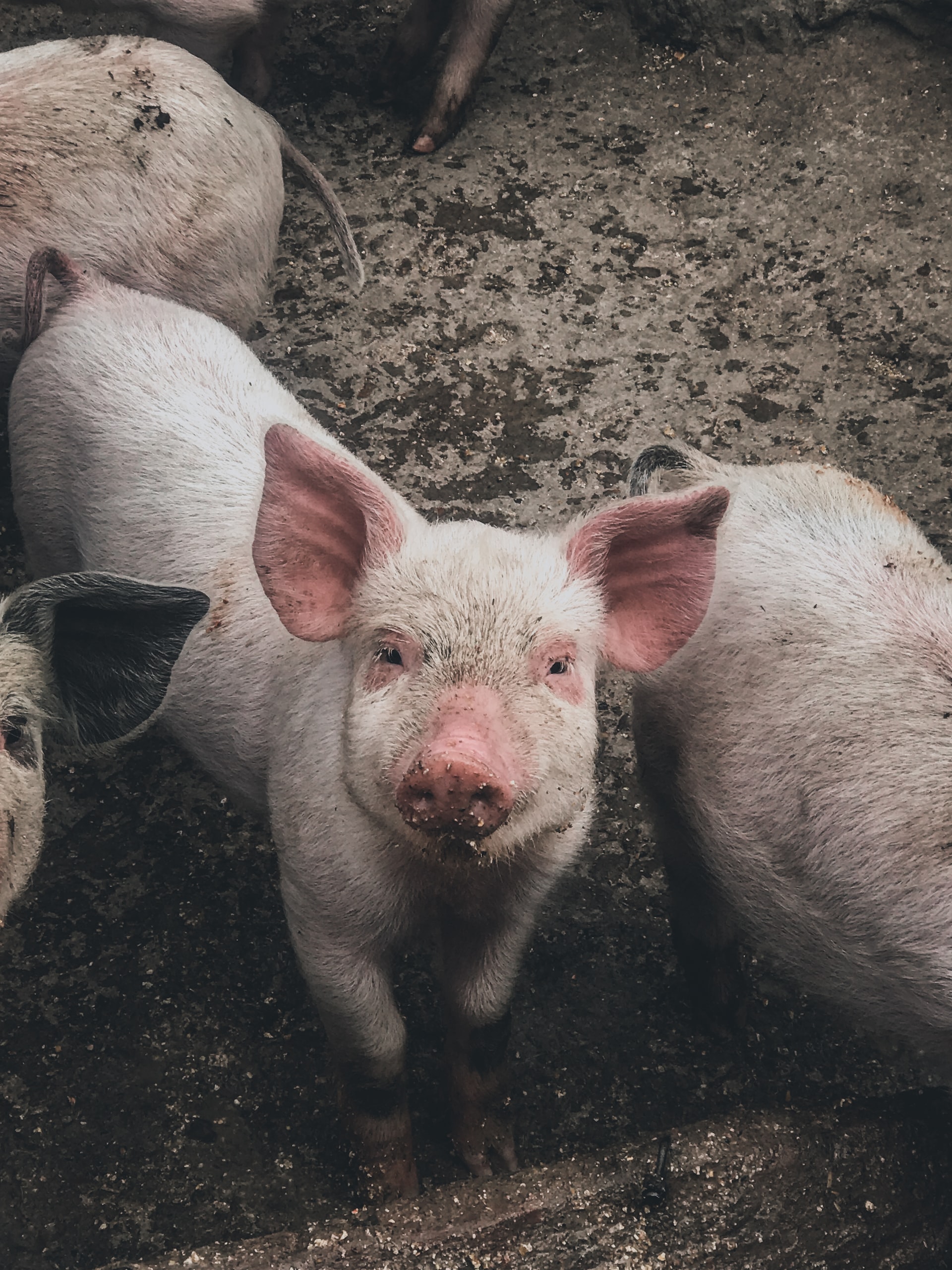 Bioengineering-on-Animals