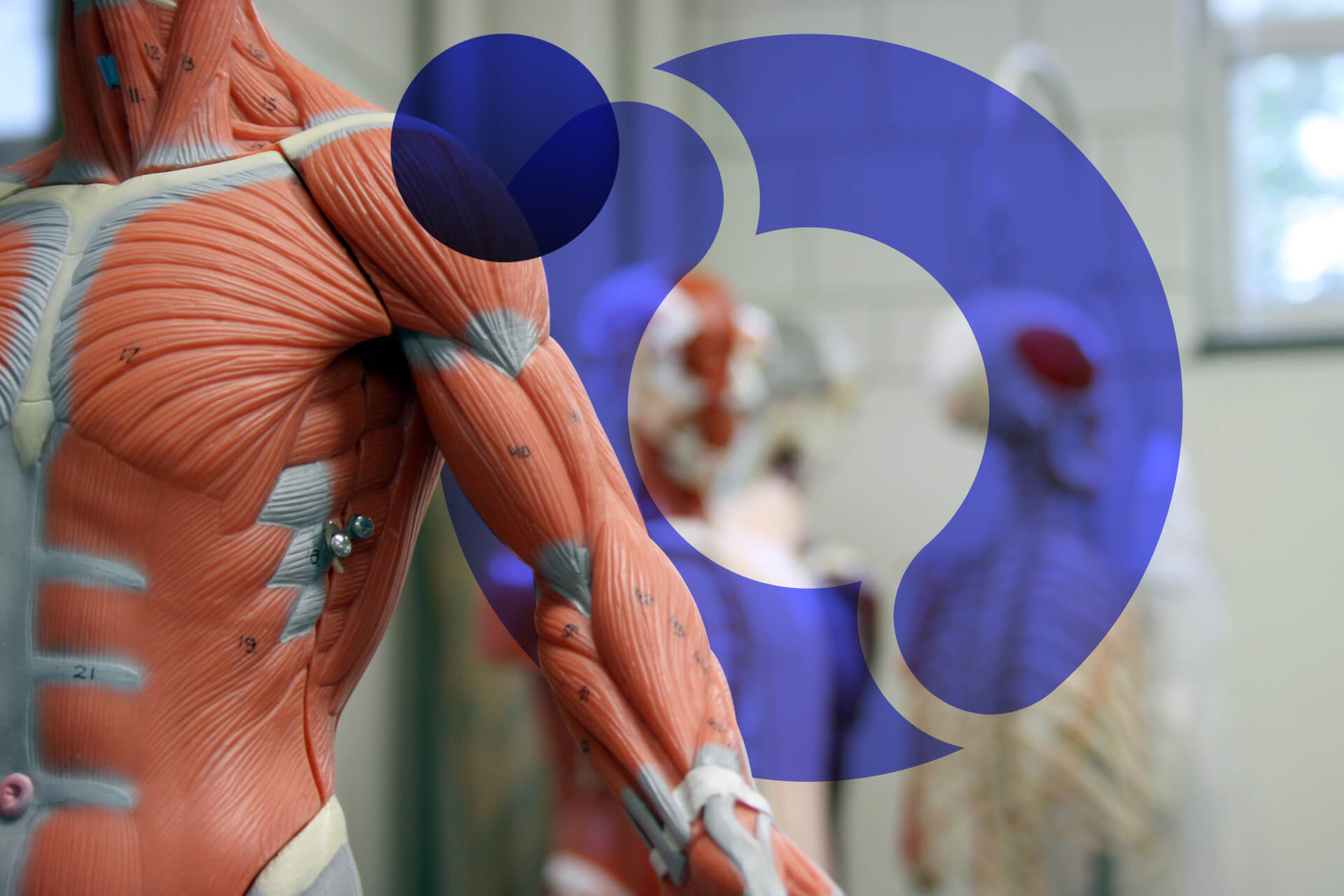 An Introduction to Human Anatomy