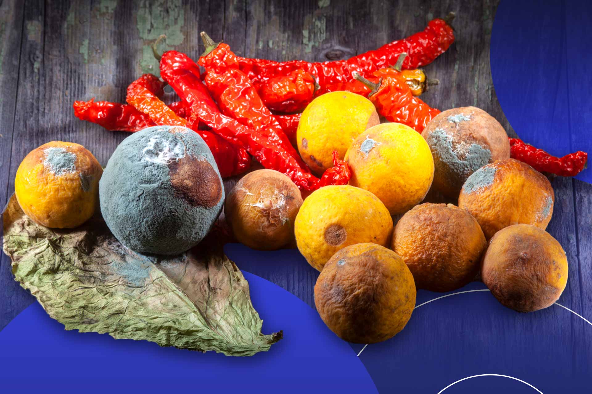 Featured-wasting-food-is-a-growing-environmental-concern