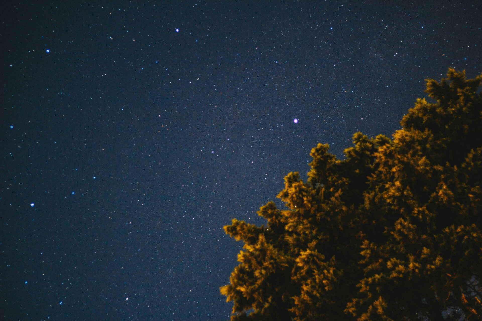 tree canopy in front of starry night sky