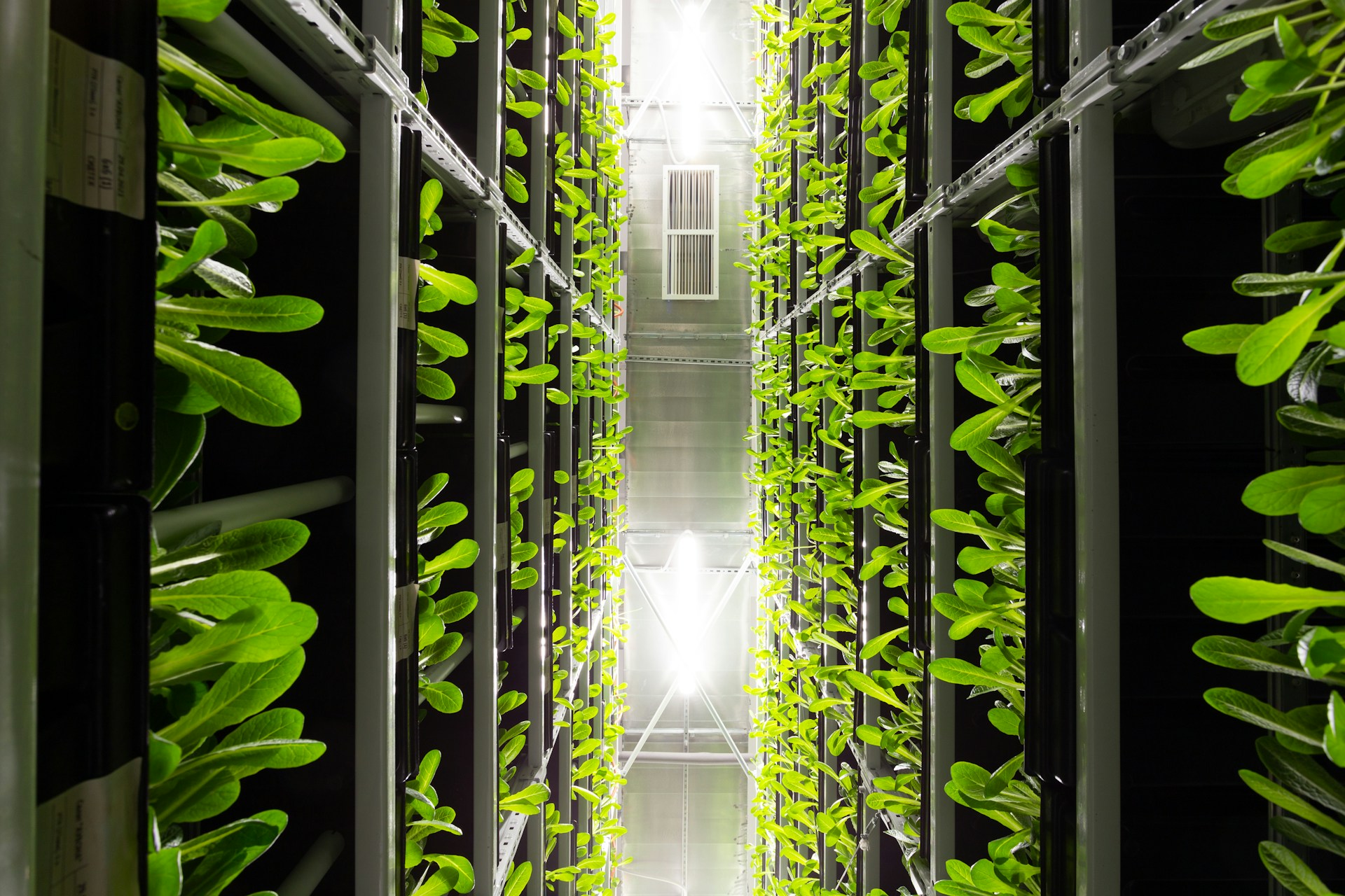 What Is Vertical Farming, and What Are Its Benefits?