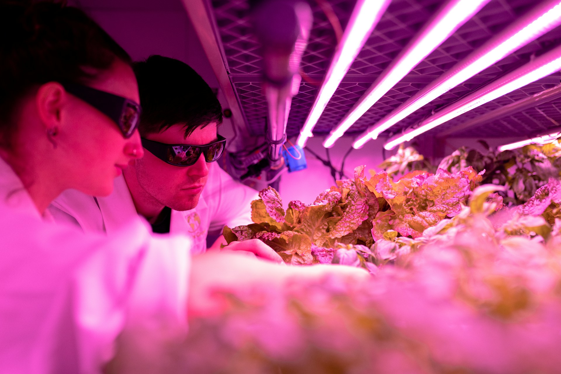 Two scientists look at plants under UV lights