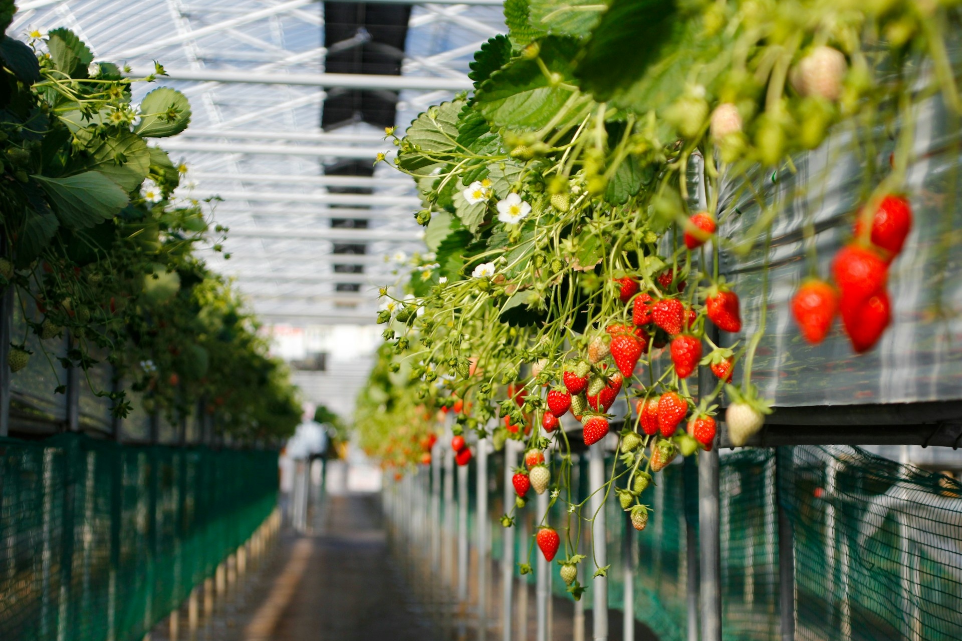 Harvesting Resilience With Emerging Vertical Farming Technology