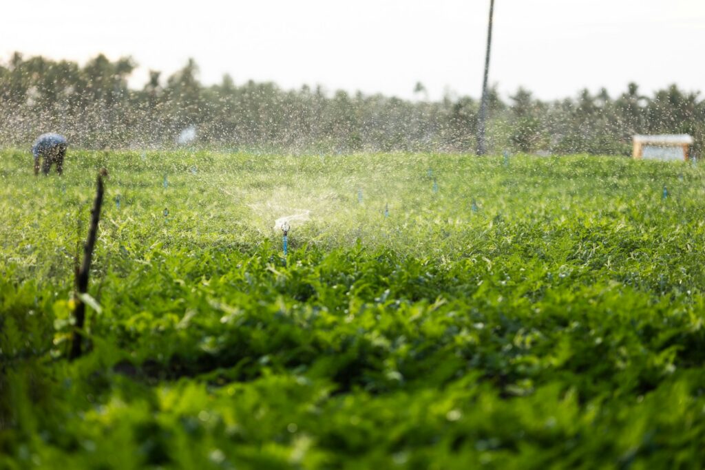 Sprinklers in a field