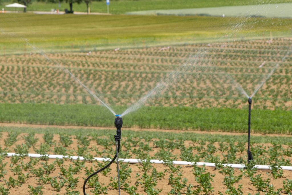 Sprinklers spraying water on crops