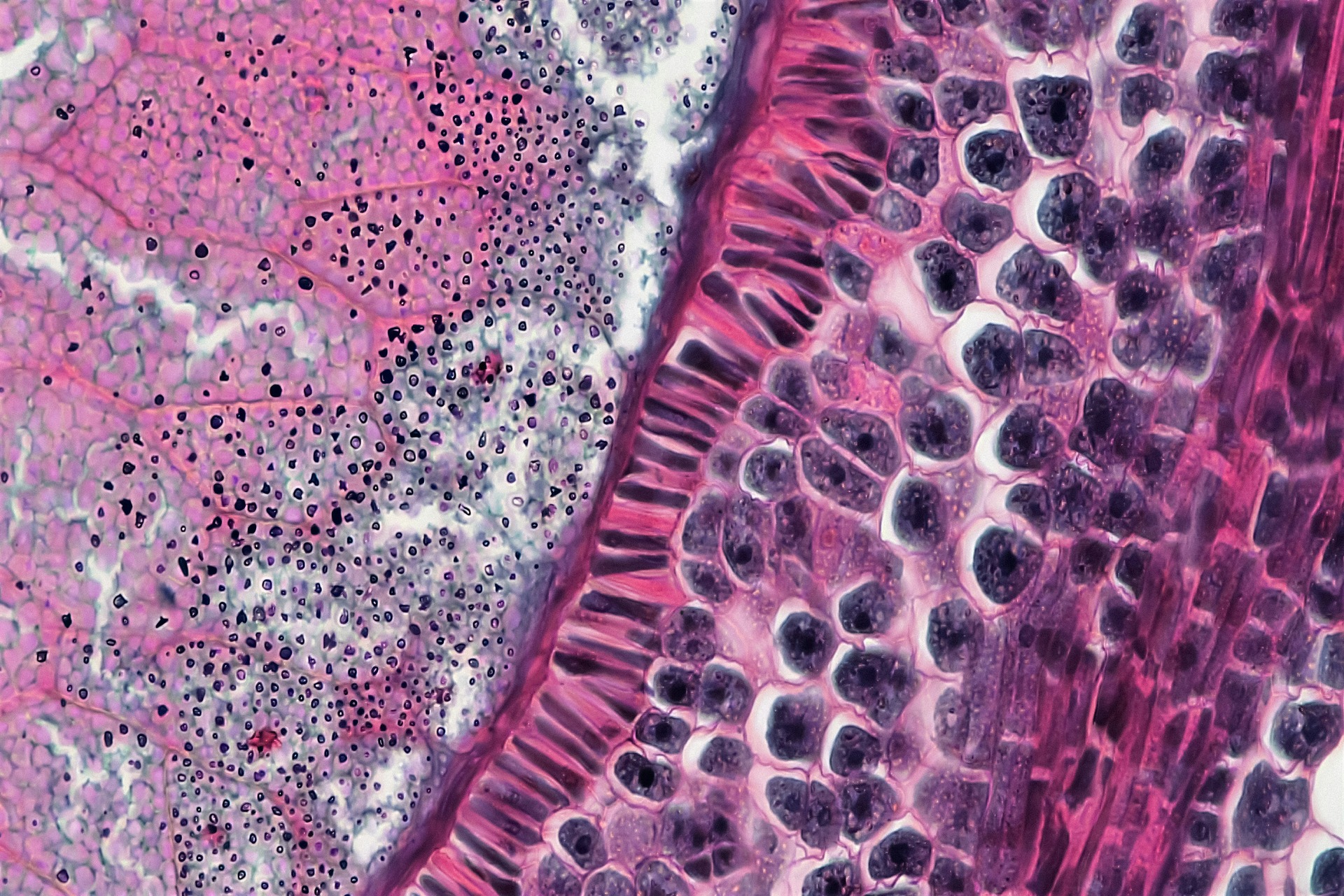 bioscience-image-library-by-fayette-reynolds-3OVJoY5T4jk-unsplash-1