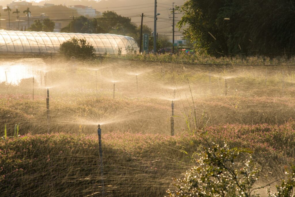sprinklers spraying water in a field