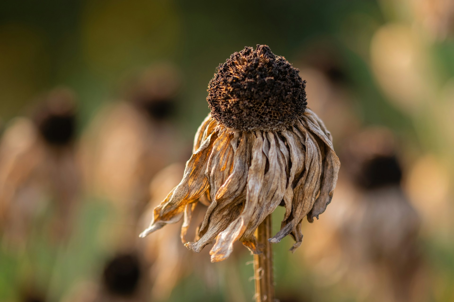 From Dust to Dollars: How Farmers Can Build Drought Resilience and Protect Their Profits