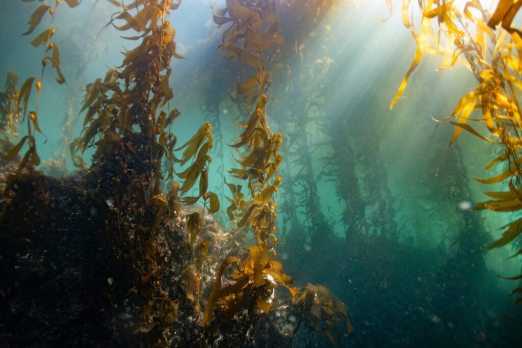 Underwater Kelp Forest