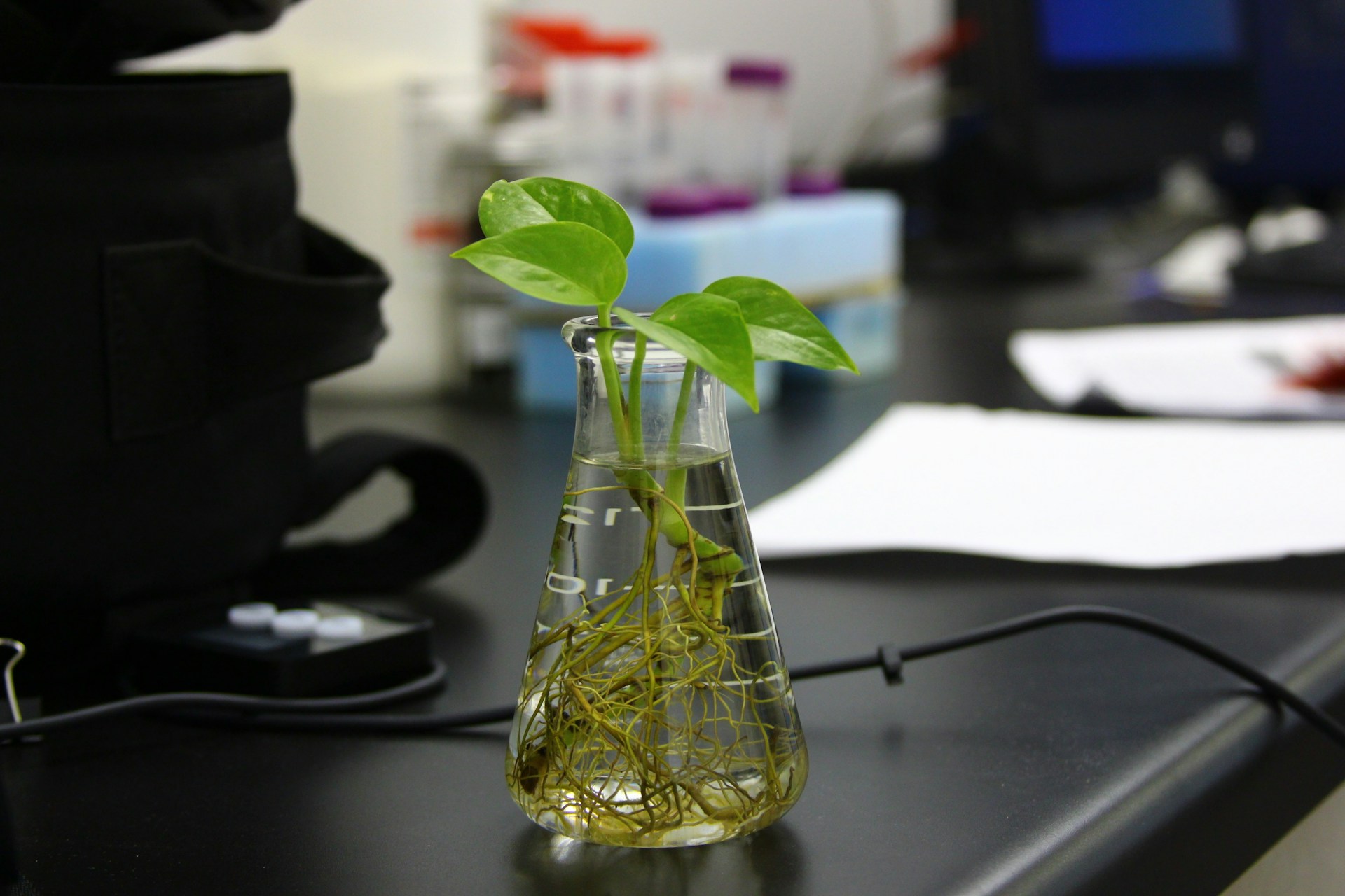 Green plant in a flask