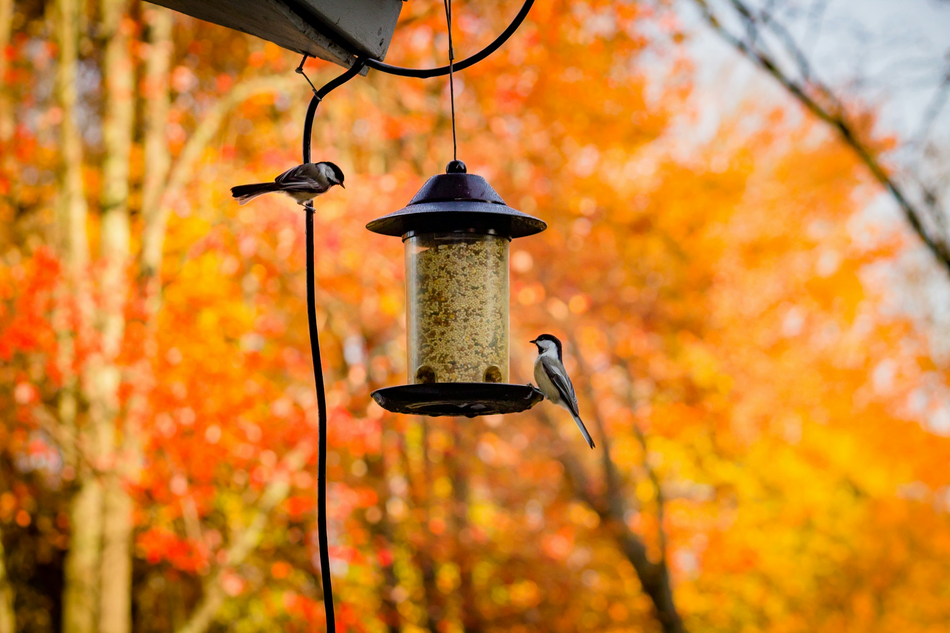 Easy Ways to Support Bird Migration in Your Area This Year