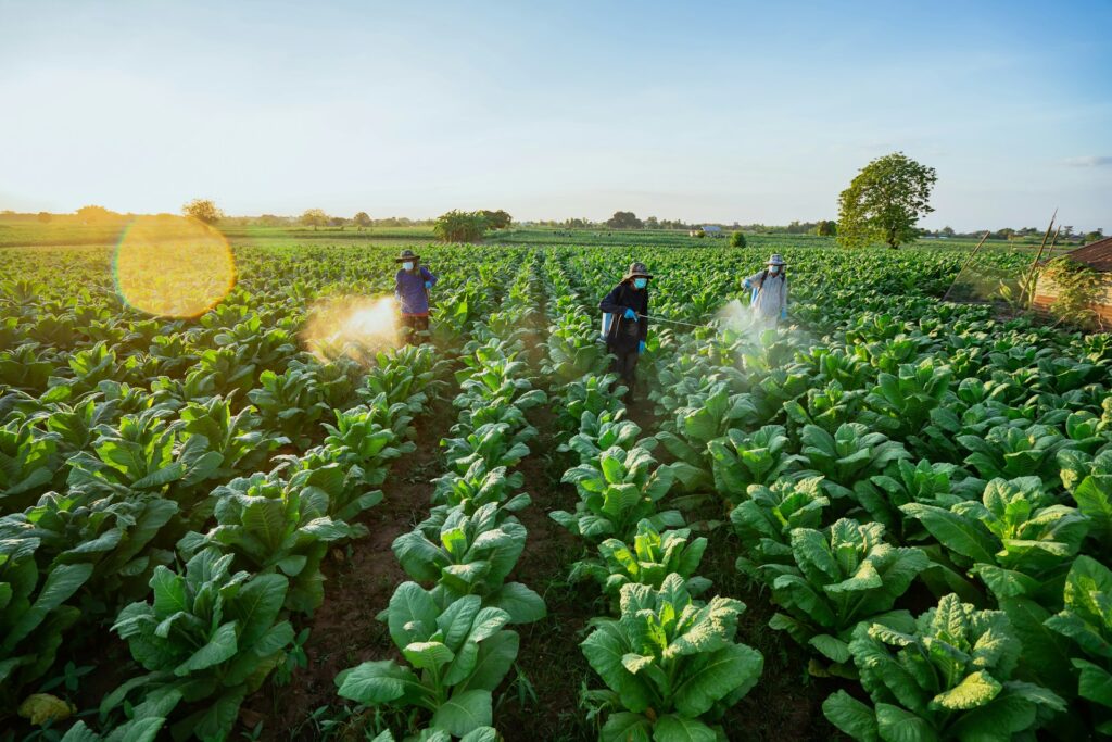 Farmers spraying pesticides in a field