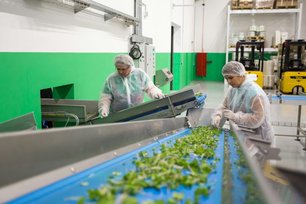 Lettuce on a food production line
