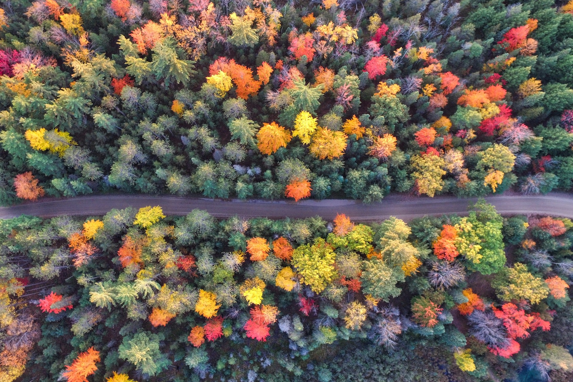 Autumn's Palette: The Science Behind Brilliant Fall Foliage