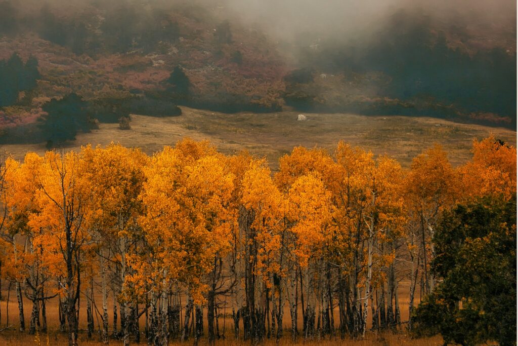 Landscape view of autumn leaves