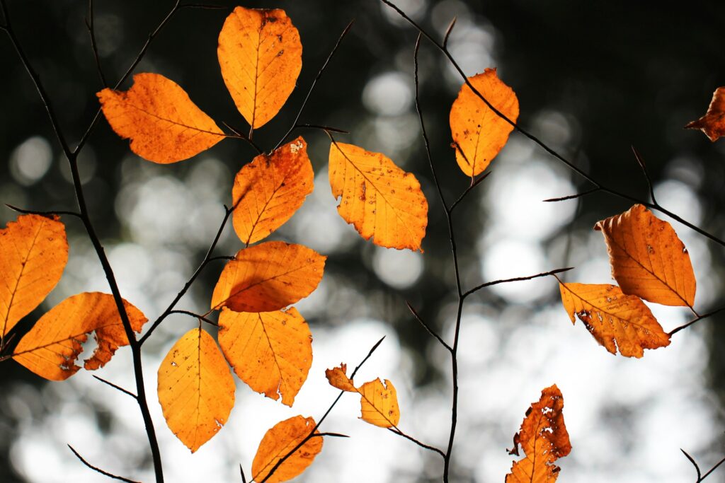 yellow fall leaves on branches