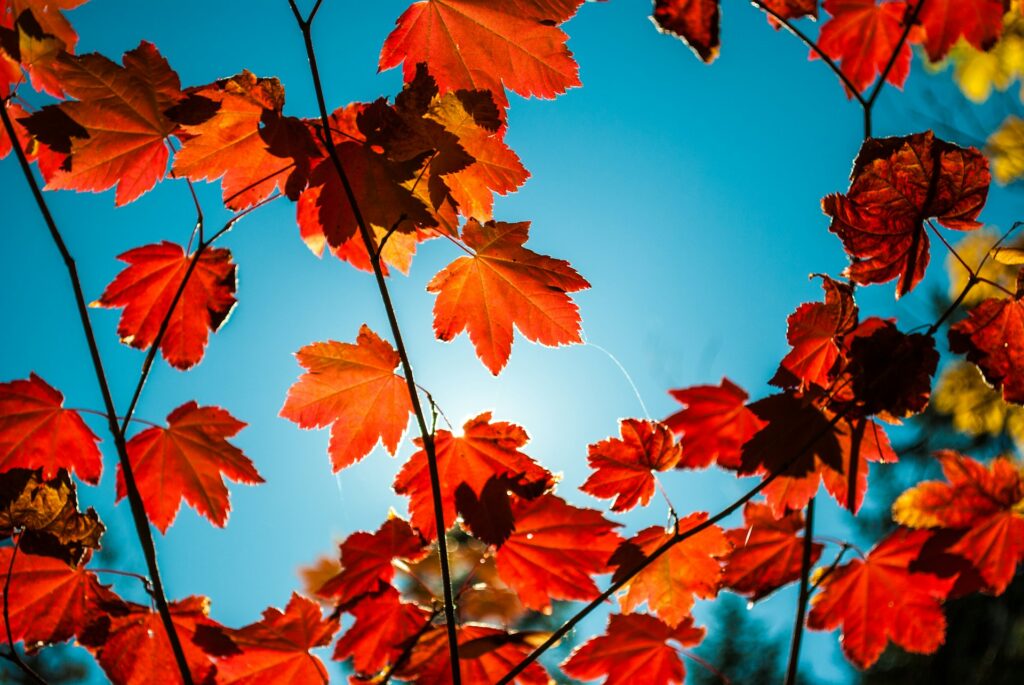 fall leaves against a blue sky