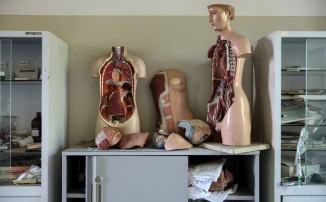 the human body