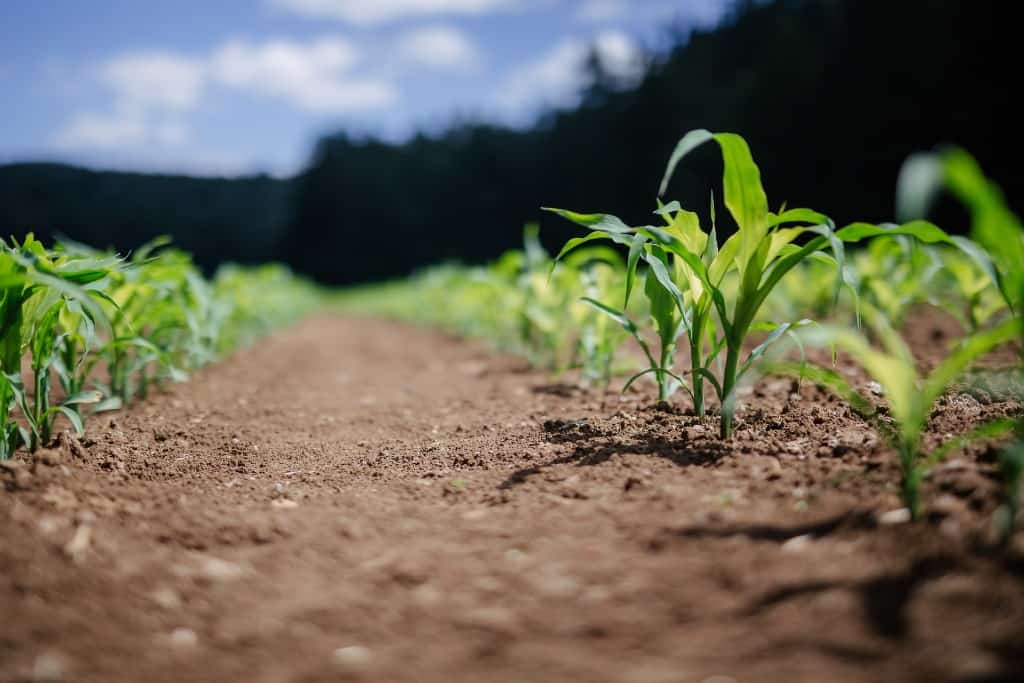 crops planted in healthy soil