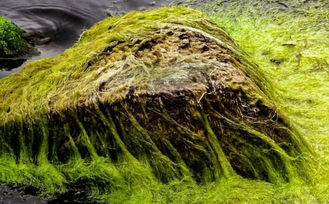 Green Algae Covering a large rock