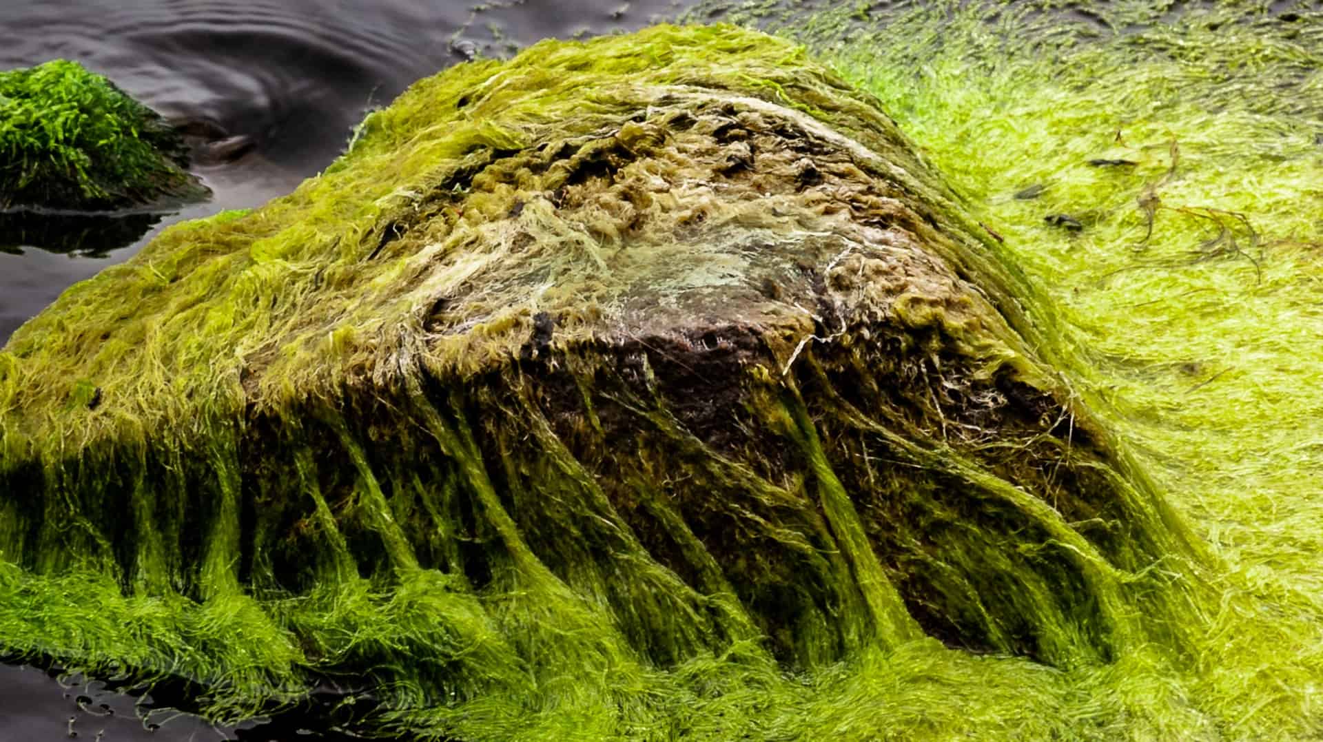 Green Algae Covering a large rock