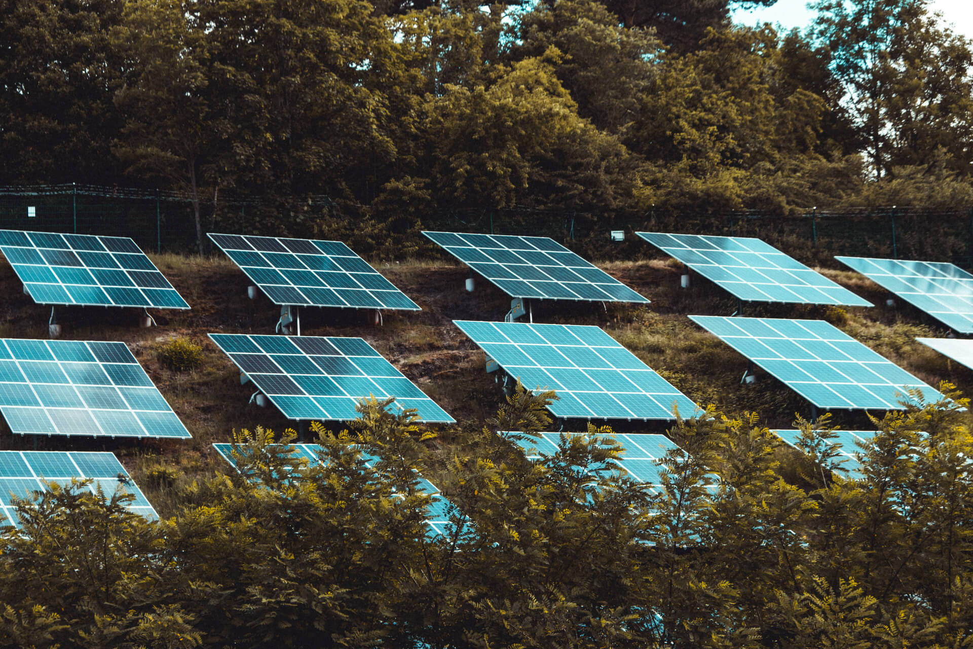 solar panels among trees