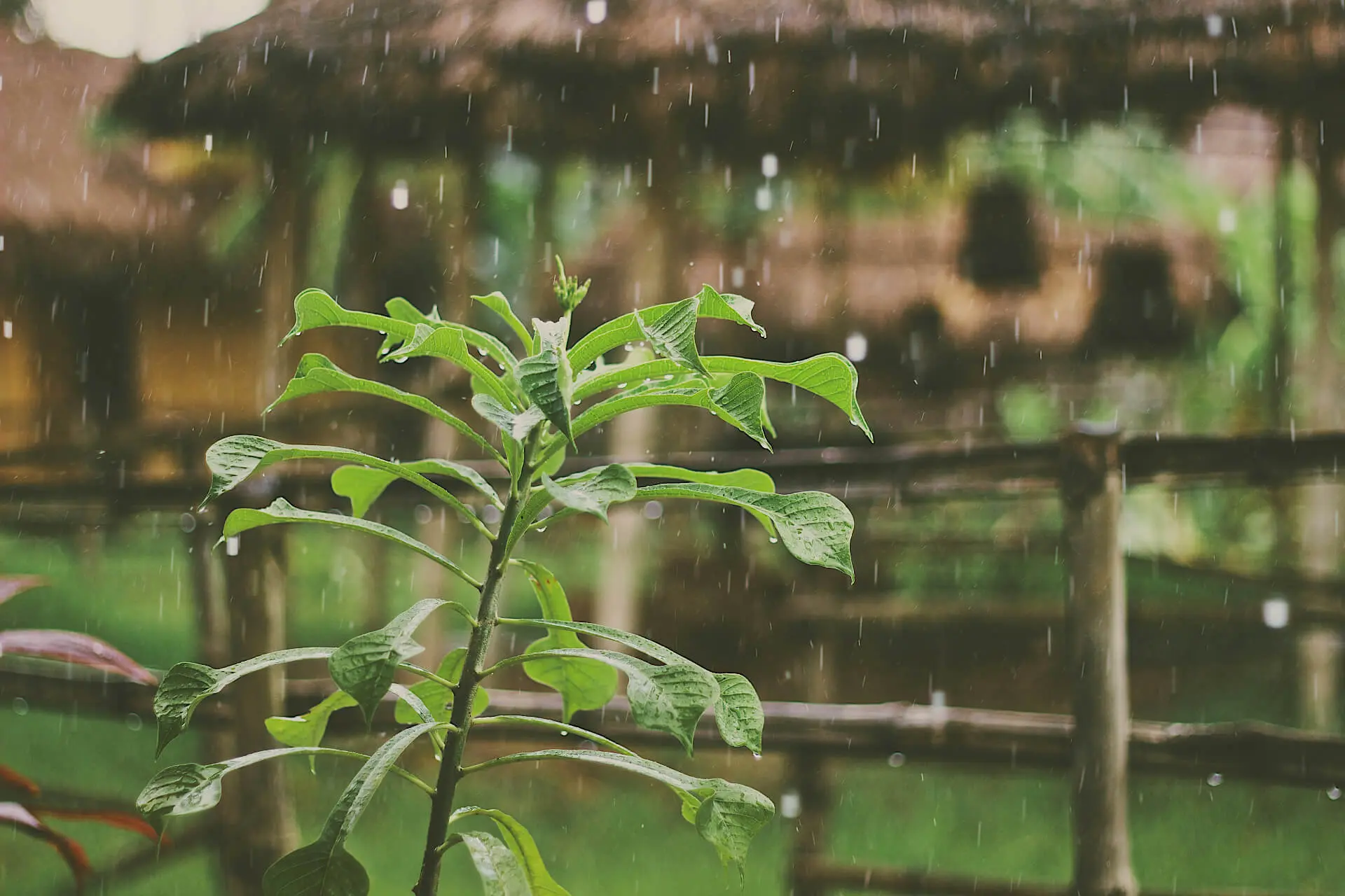 sources of Acid rain raindrops on plants