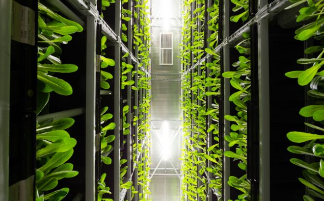 Rows of lettuce in a vertical farm