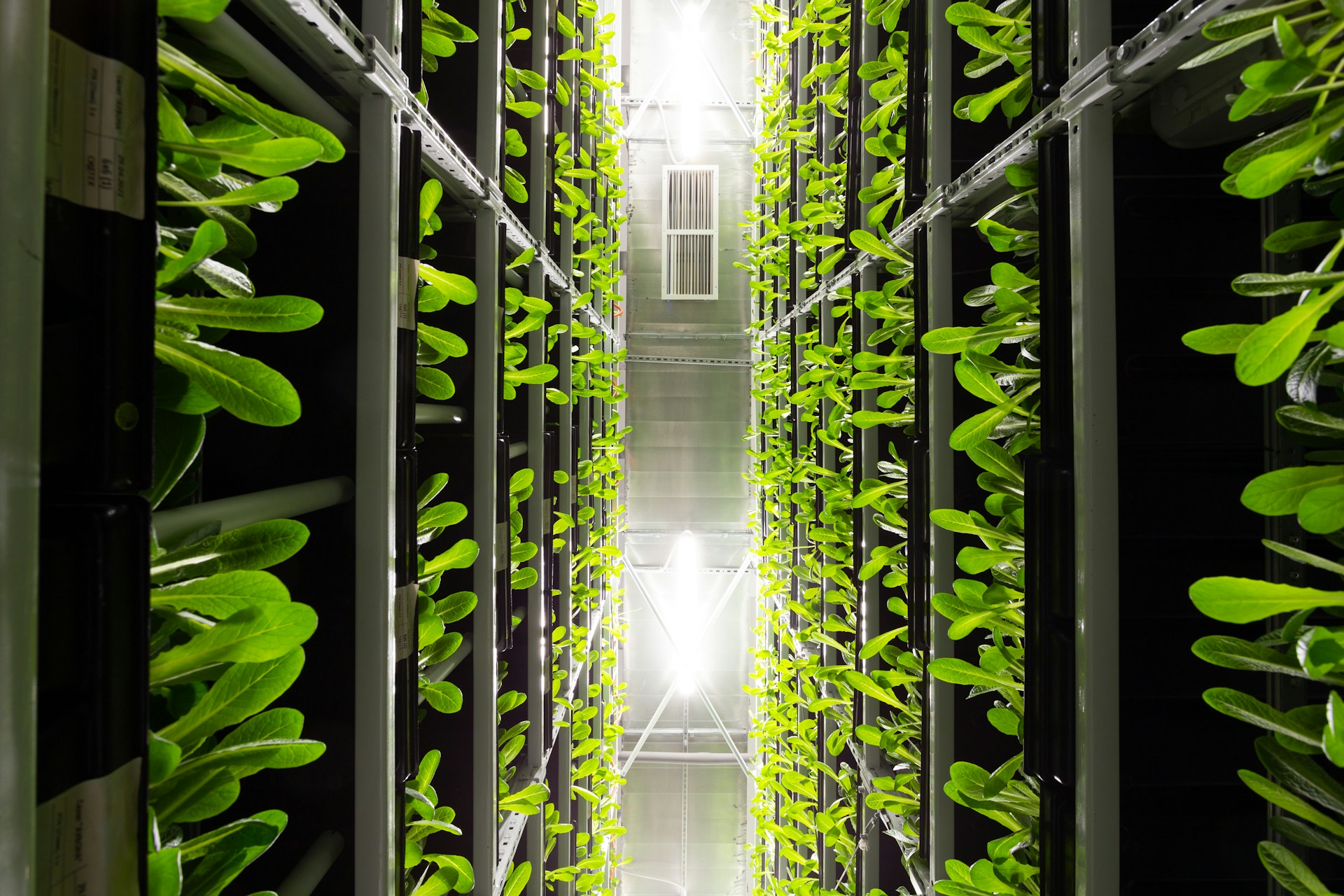 Rows of lettuce in a vertical farm