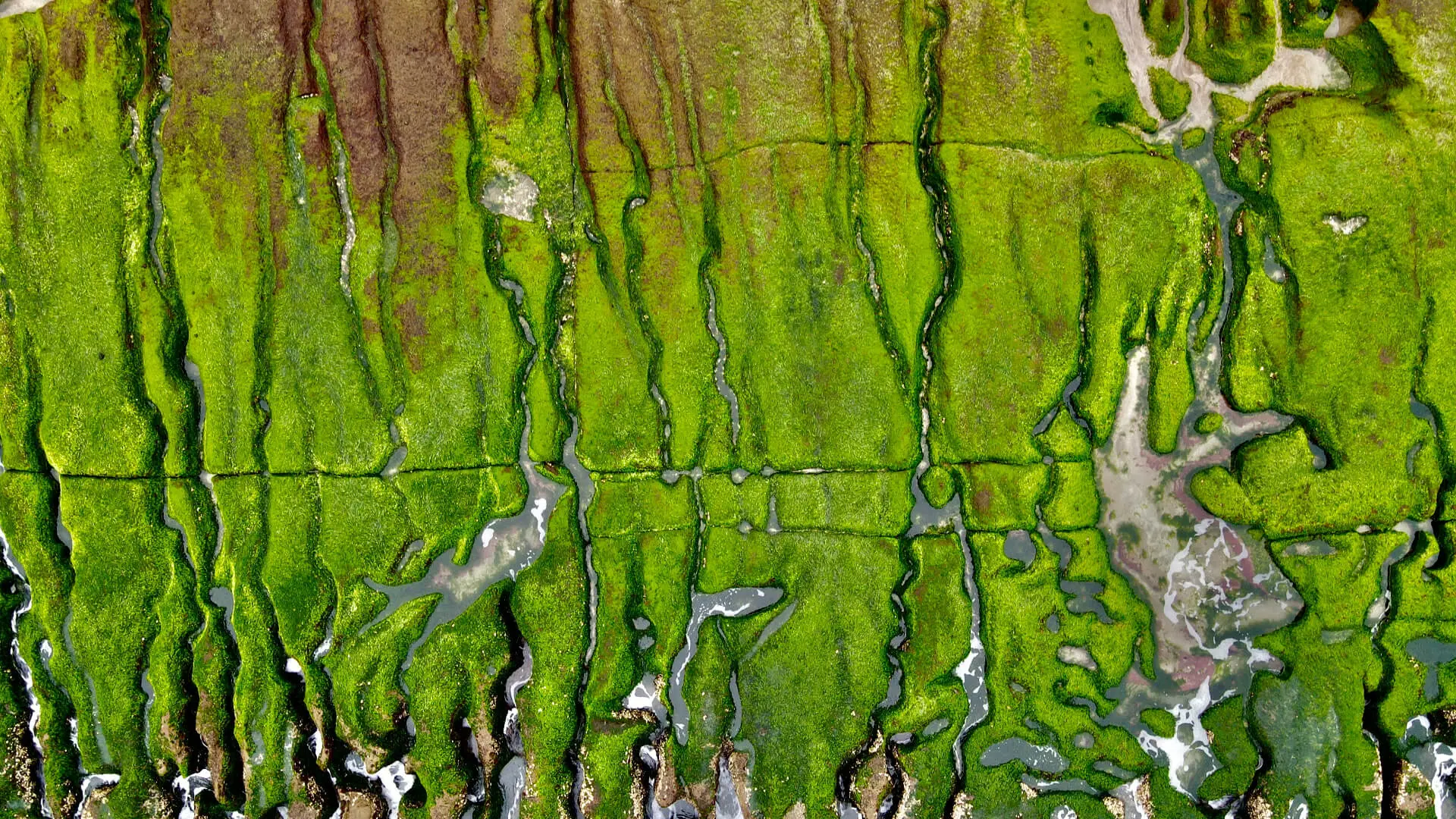 algae close up