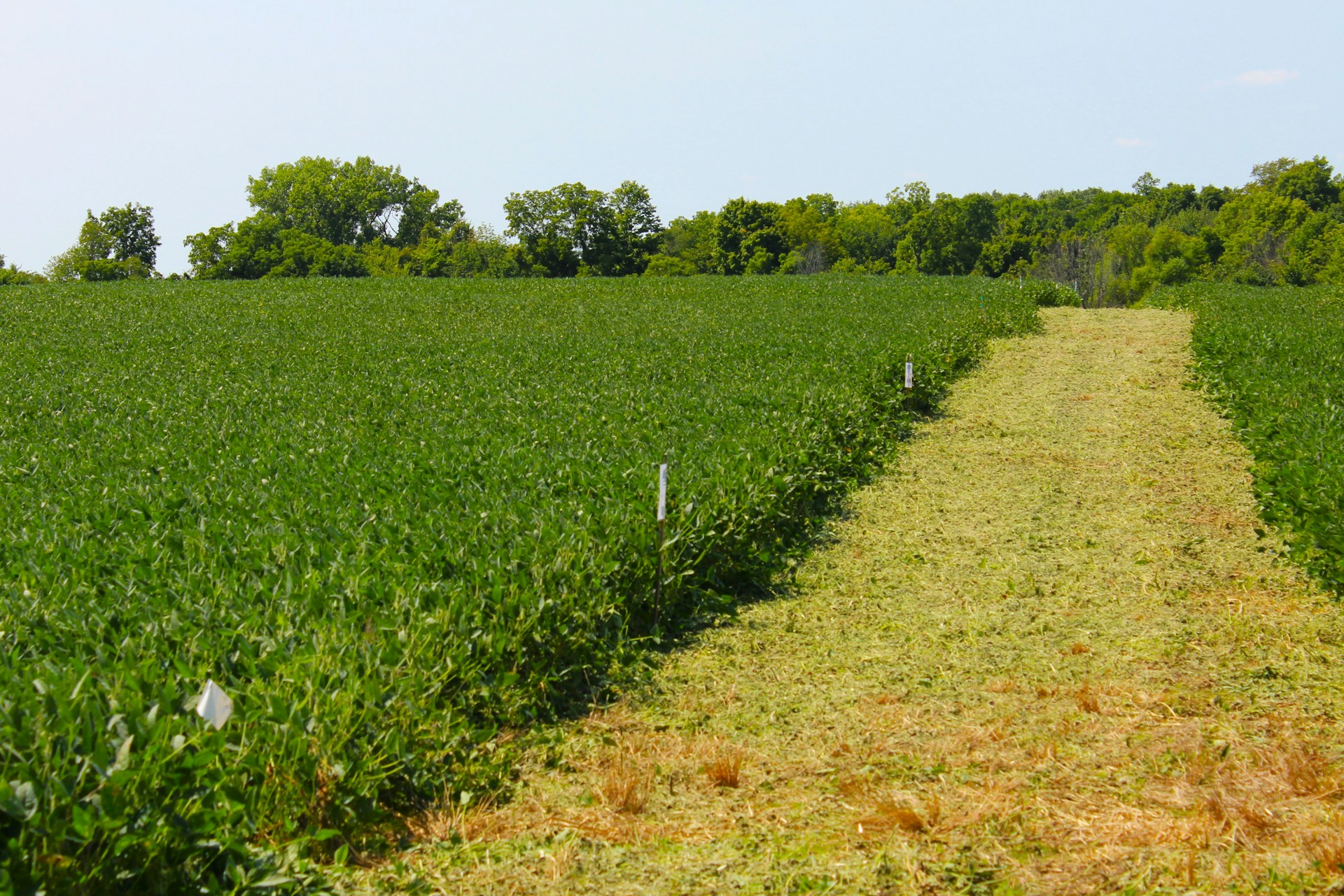 A field of soybeans