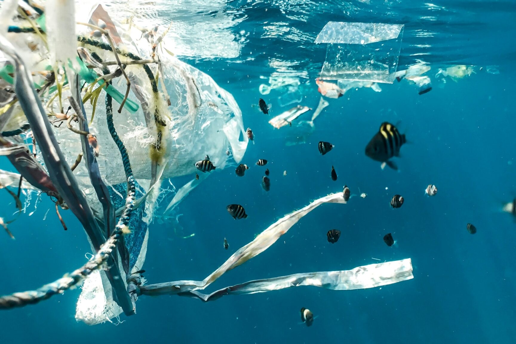 Fish swimming around plastic debris