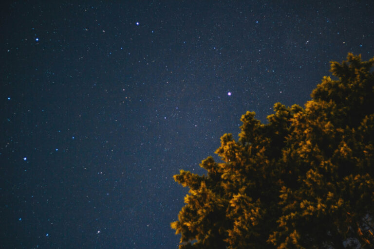 tree canopy in front of starry night sky