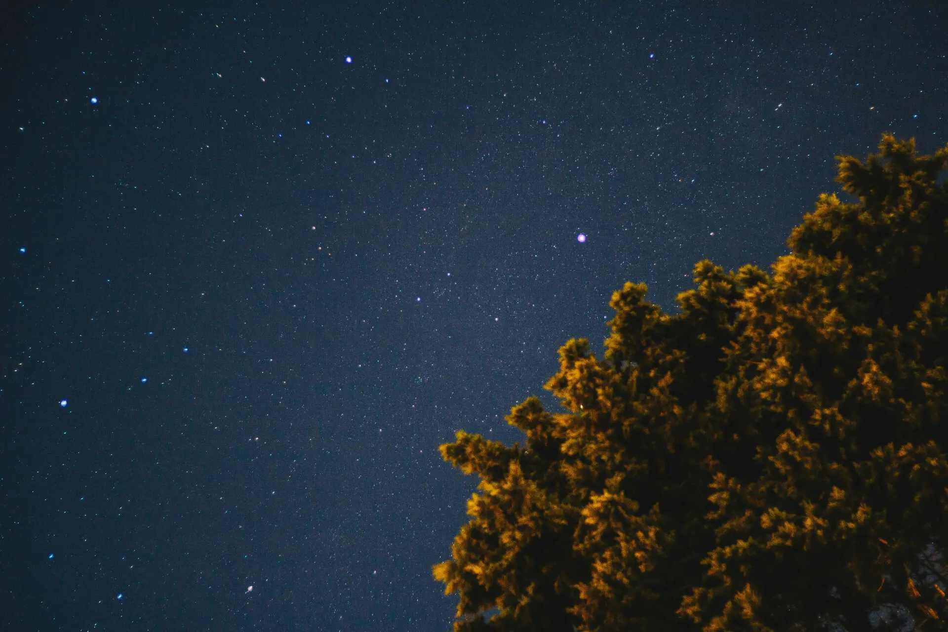 tree canopy in front of starry night sky