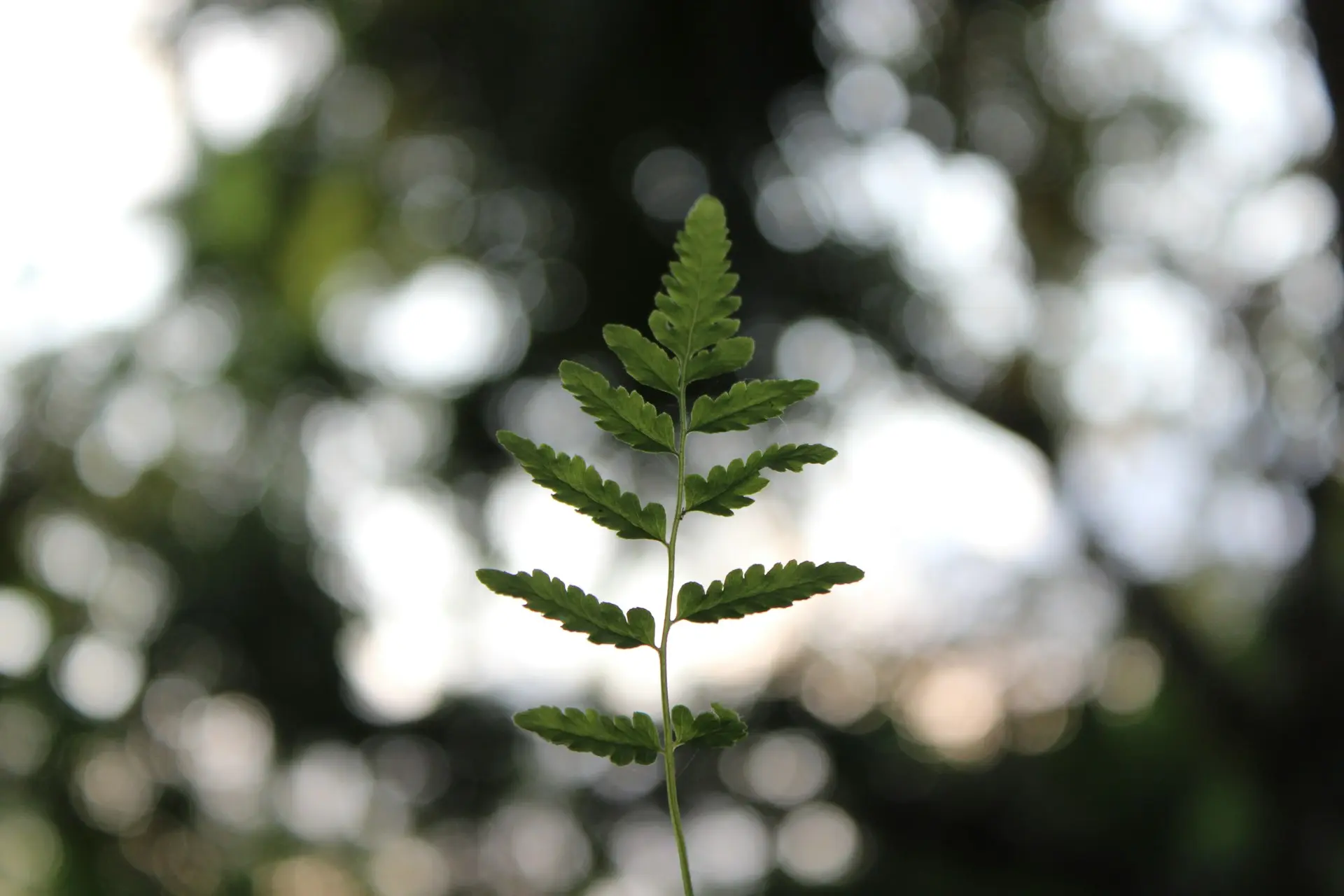 a growing plant rising up from the ground