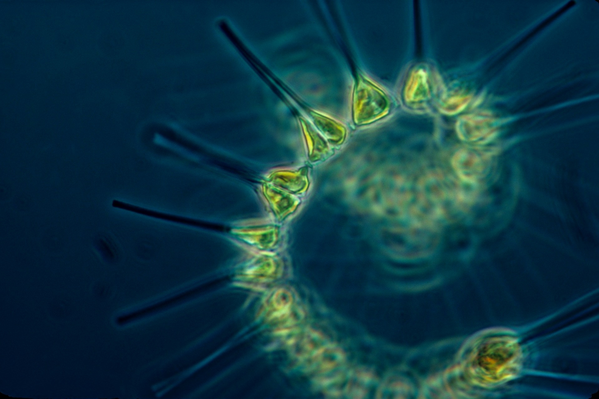 Green phytoplankton