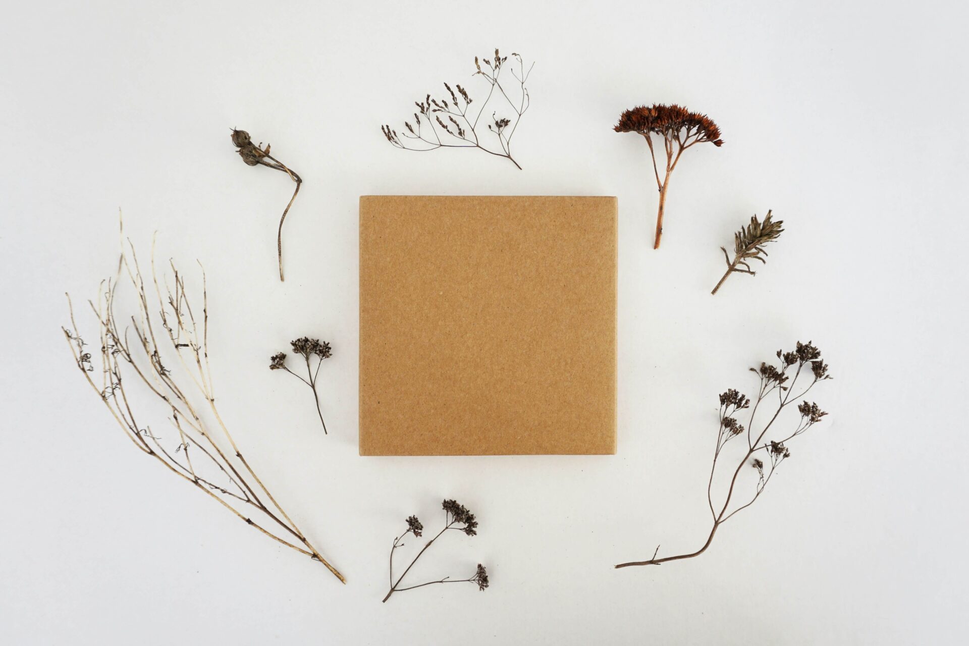 cardboard box surrounded by plants on white background