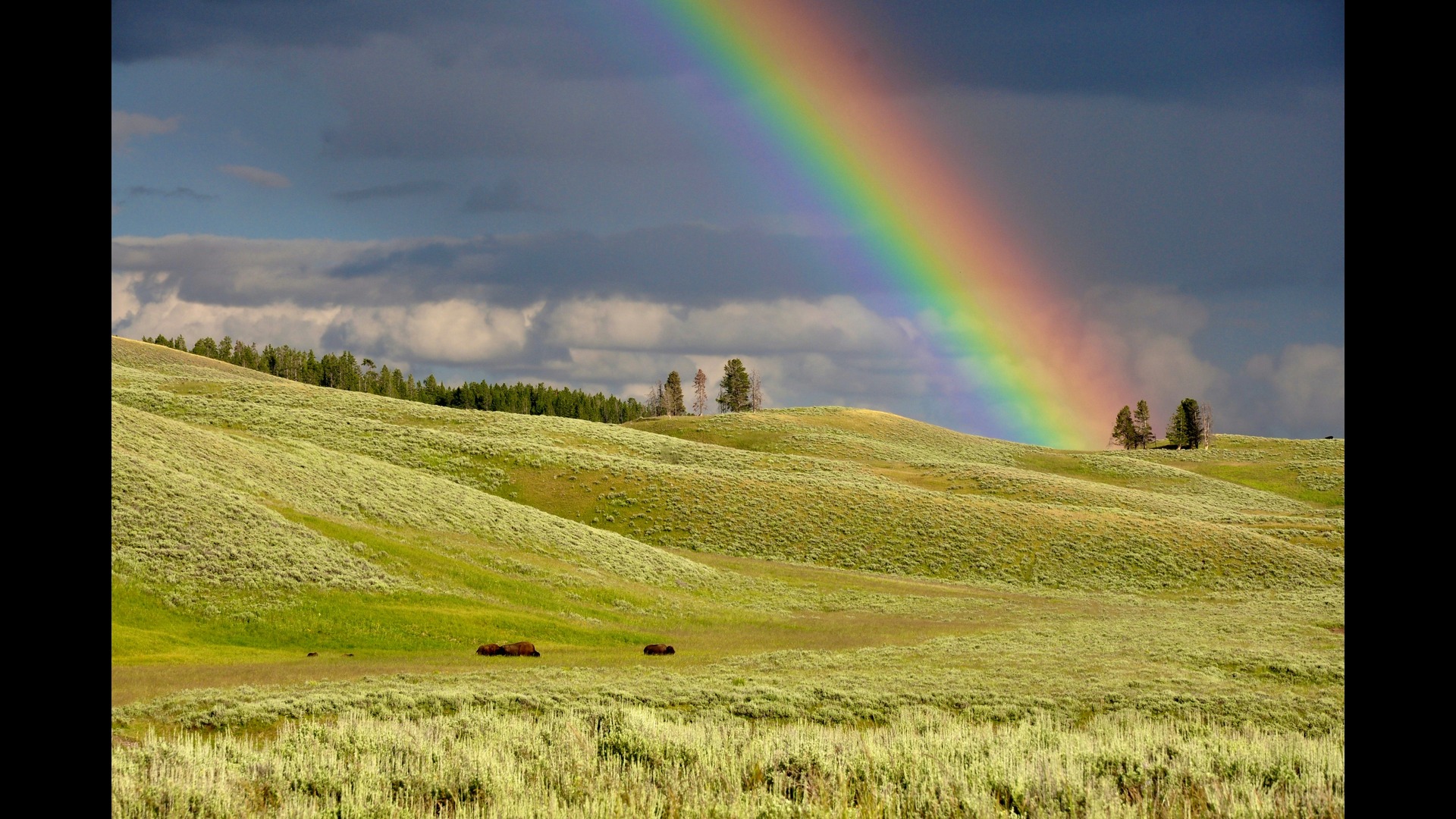 an arch of rainbow over a green meadow