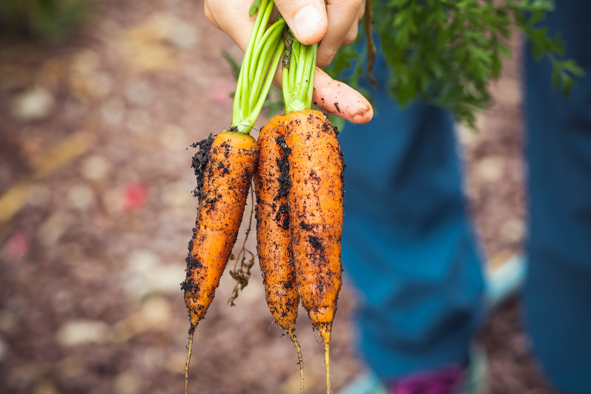 person in afield holding recently picked organic carrots